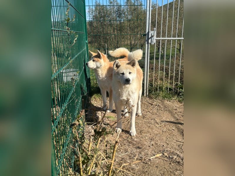 Aky- wunderschöne Akita Hündin