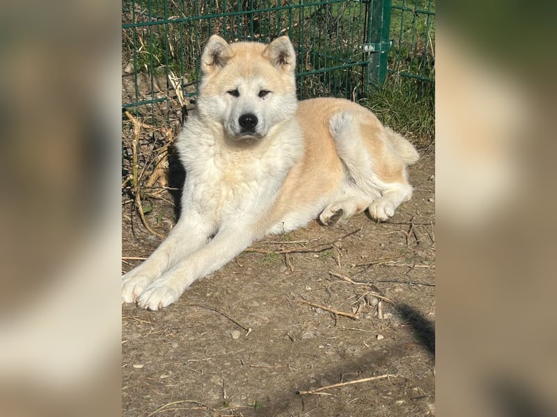 Aky- wunderschöne Akita Hündin