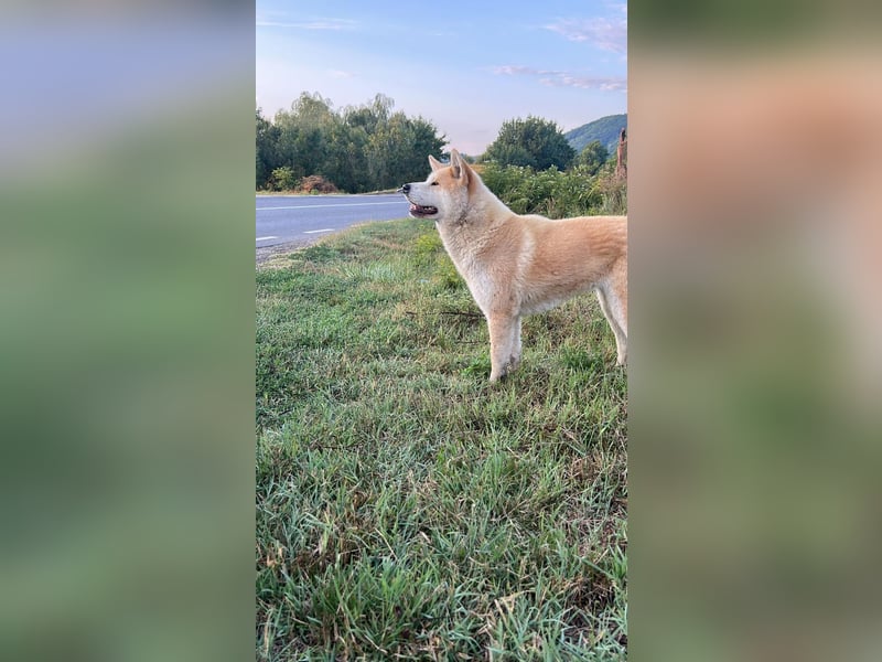 Yna - wunderschönes Akitamädchen