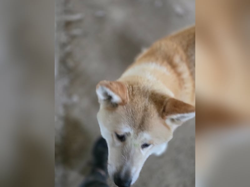 Yna - wunderschönes Akitamädchen