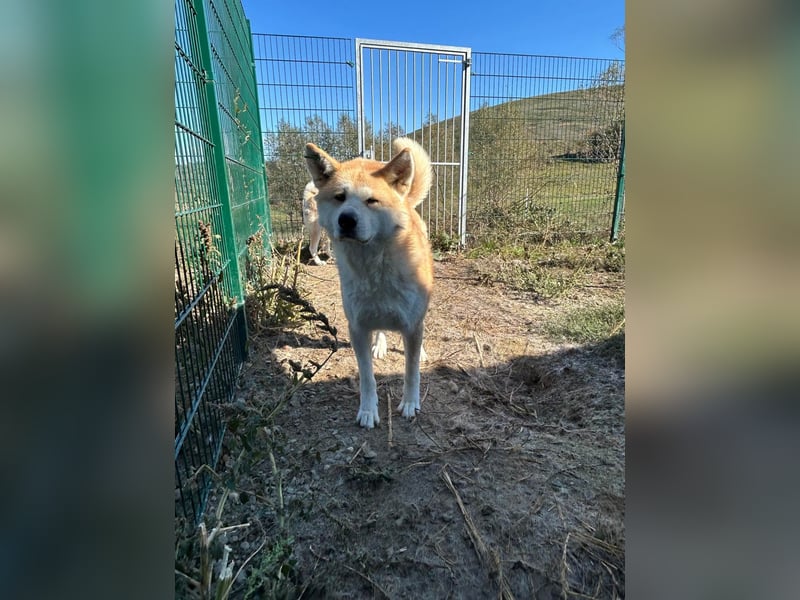 Yna - wunderschönes Akitamädchen