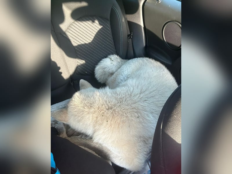 Aky- wunderschöne Akita Hündin