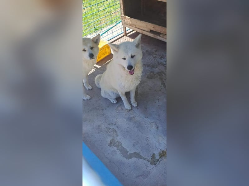 Aky- wunderschöne Akita Hündin