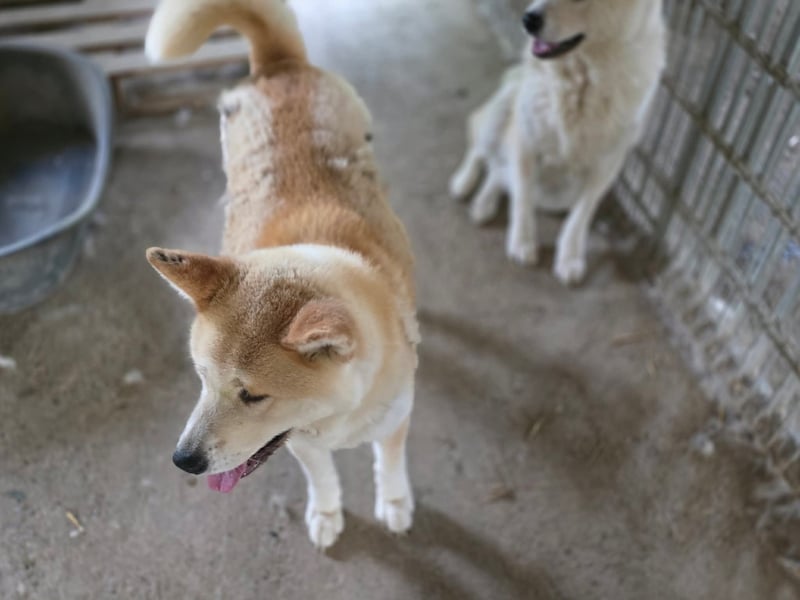 Yna - wunderschönes Akitamädchen