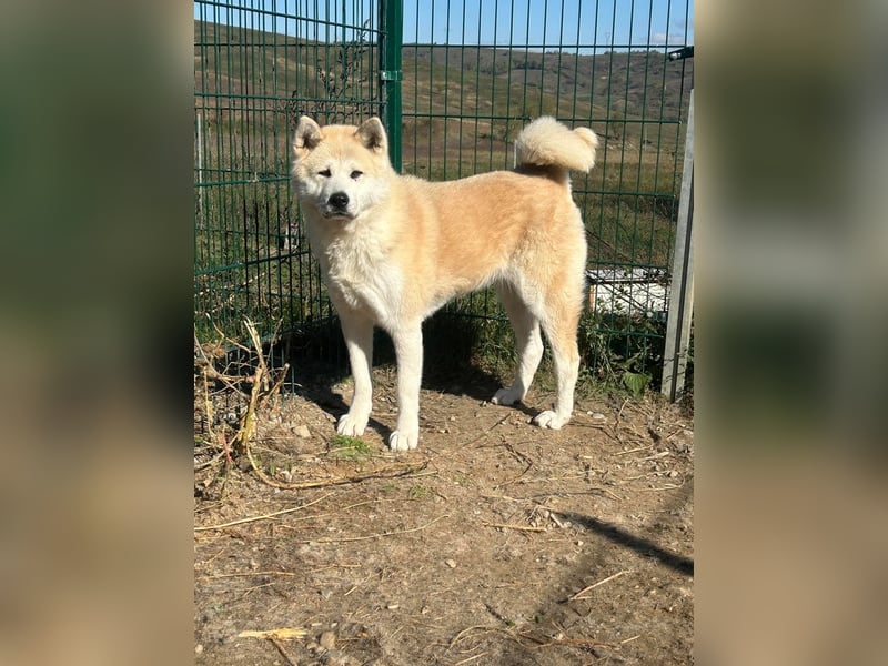 Yna - wunderschönes Akitamädchen