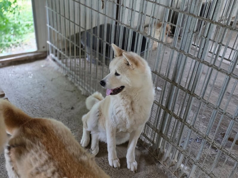 Aky- wunderschöne Akita Hündin
