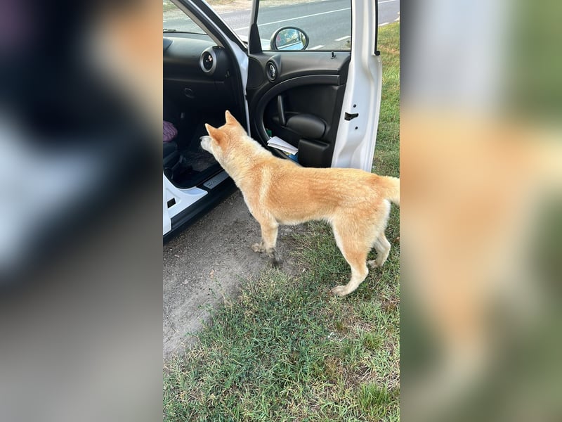 Yna - wunderschönes Akitamädchen