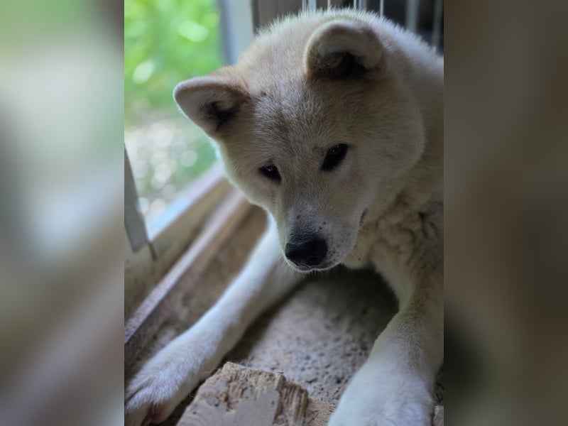 Aky- wunderschöne Akita Hündin