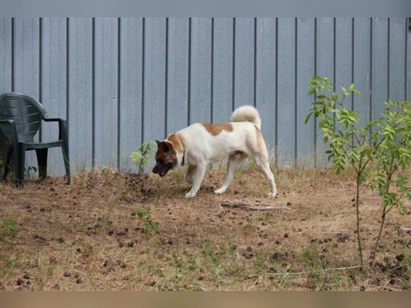 Hatschi, Akita Inu, geb. 2018, großer Teddybär sucht Haus und Hof