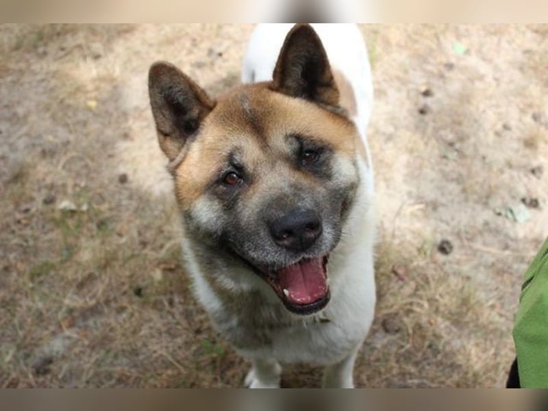 Hatschi, Akita Inu, geb. 2018, großer Teddybär sucht Haus und Hof
