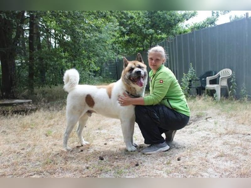 Hatschi, Akita Inu, geb. 2018, großer Teddybär sucht Haus und Hof