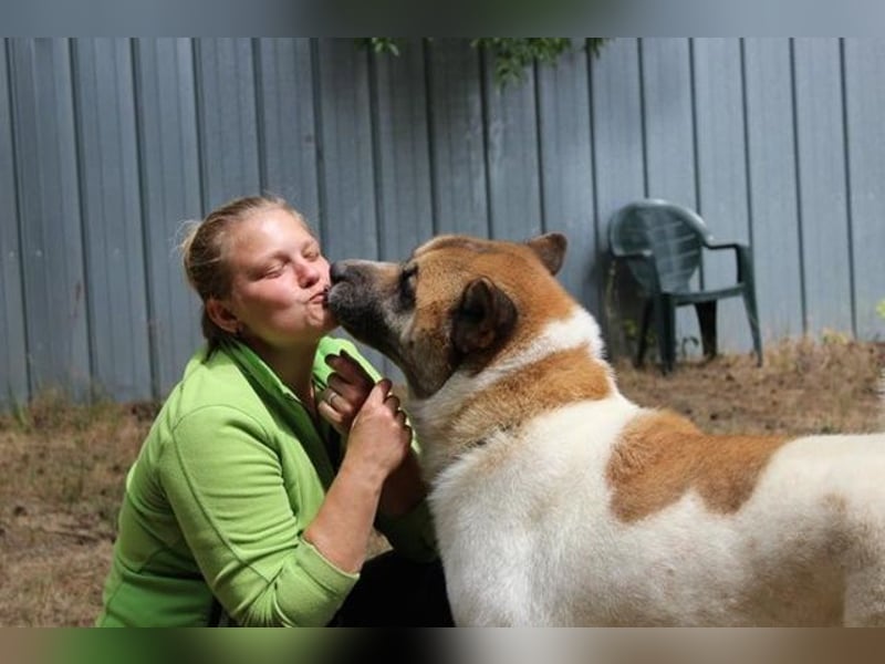 Hatschi, Akita Inu, geb. 2018, großer Teddybär sucht Haus und Hof