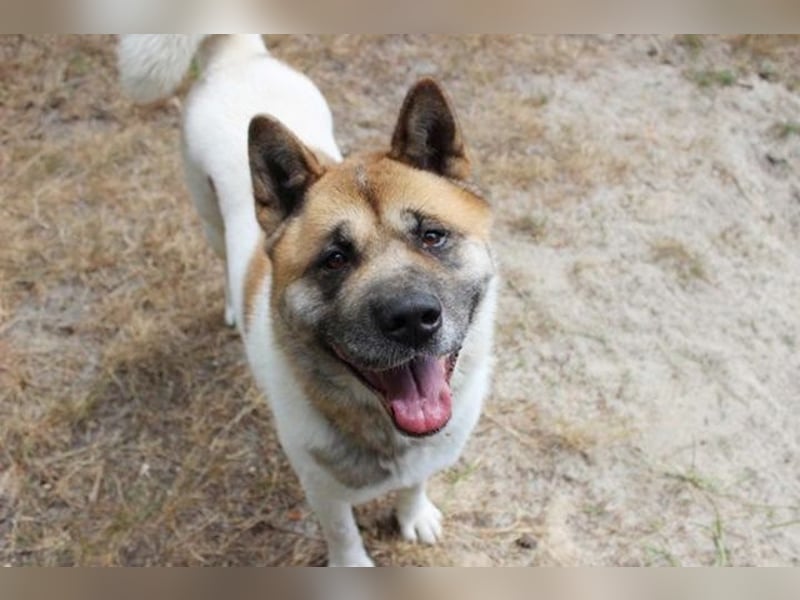 Hatschi, Akita Inu, geb. 2018, großer Teddybär sucht Haus und Hof