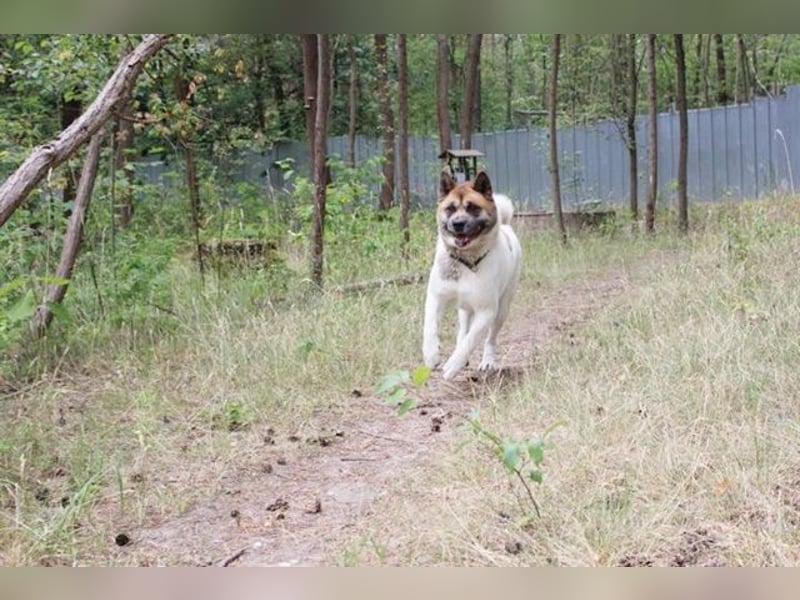 Hatschi, Akita Inu, geb. 2018, großer Teddybär sucht Haus und Hof