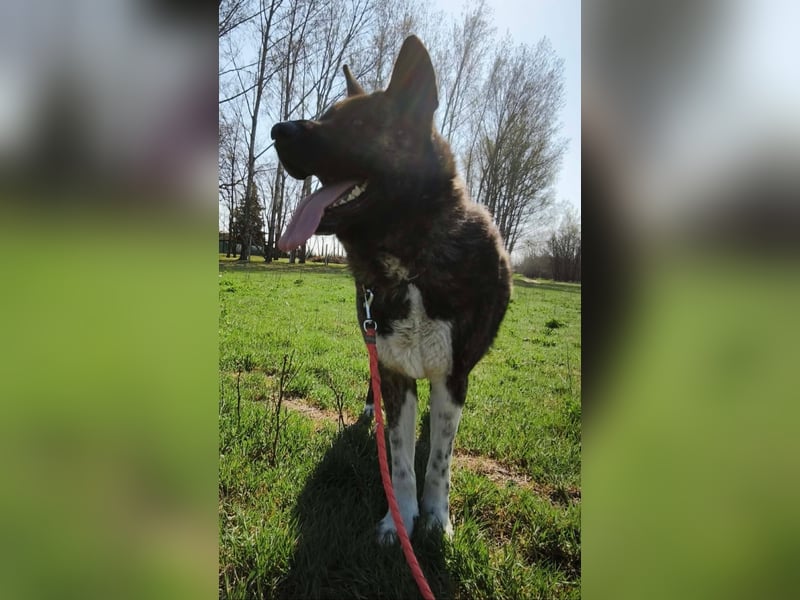 Vidar-KK – stolzer Akita-Typ sucht standhafte und liebevolle Menschen