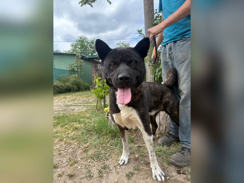 Vidar-KK – stolzer Akita-Typ sucht standhafte und liebevolle Menschen