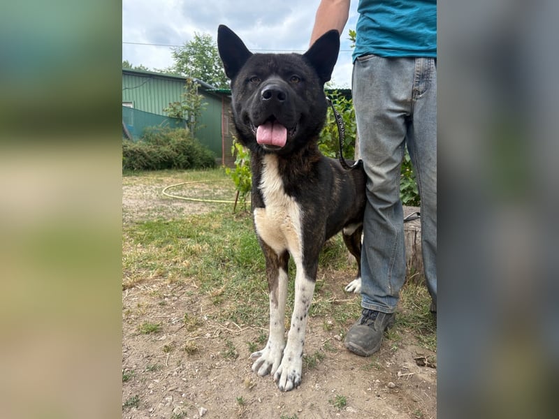 Vidar-KK – stolzer Akita-Typ sucht standhafte und liebevolle Menschen