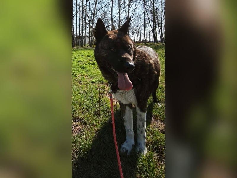 Vidar-KK – stolzer Akita-Typ sucht standhafte und liebevolle Menschen