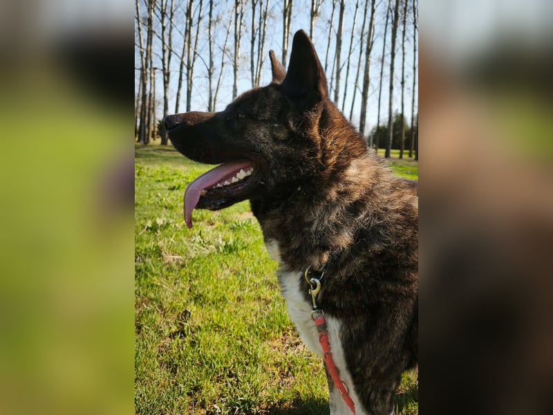 Vidar-KK – stolzer Akita-Typ sucht standhafte und liebevolle Menschen