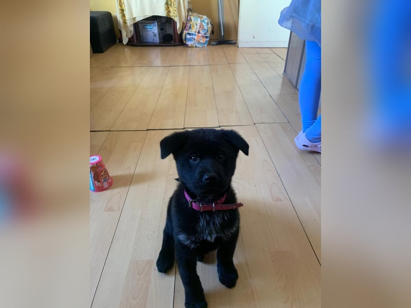 Akita Inu japanischer originaler Hündin