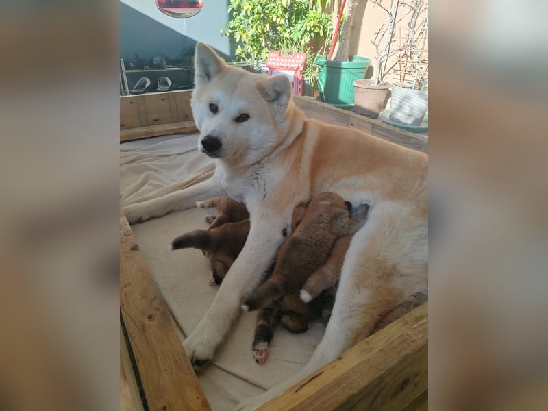 Japanische Akita Inu Welpen – FCI Pedigree