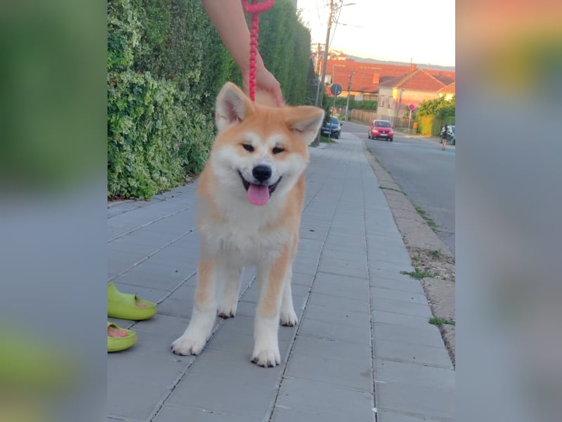 Akita Inu Welpen aus Championlinien – FCI, top Qualität, reservierbar