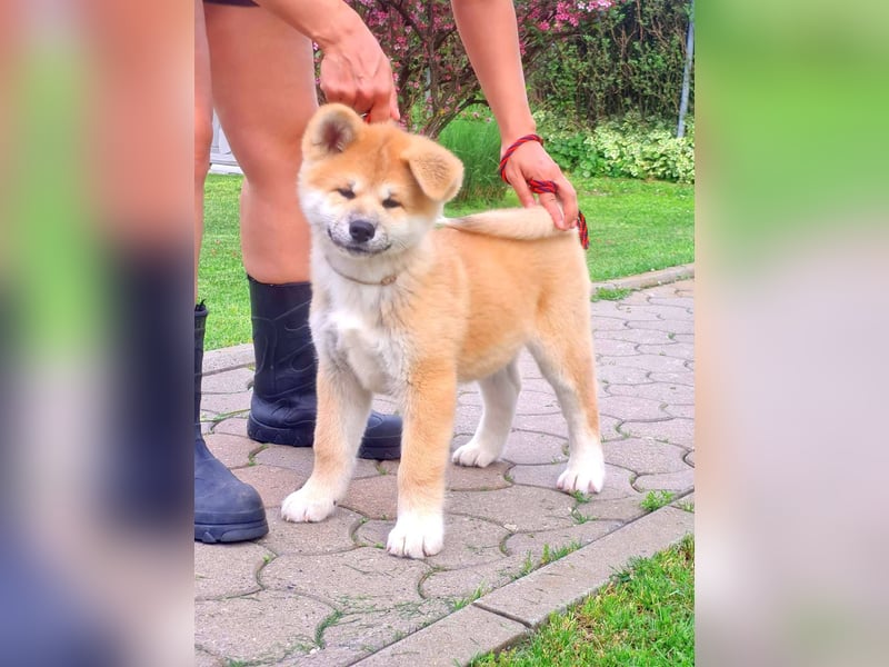 Akita Inu Welpen aus Championlinien – FCI, top Qualität, reservierbar