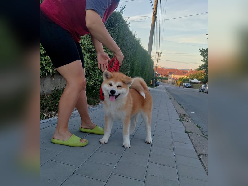 Akita Inu Welpen aus Championlinien – FCI, top Qualität, reservierbar