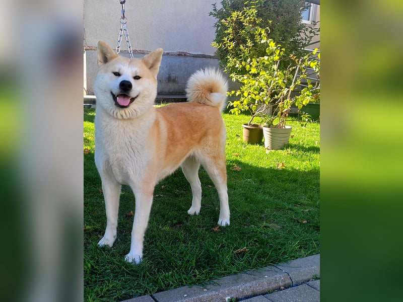 Akita Inu Welpen aus Championlinien – FCI, top Qualität, reservierbar