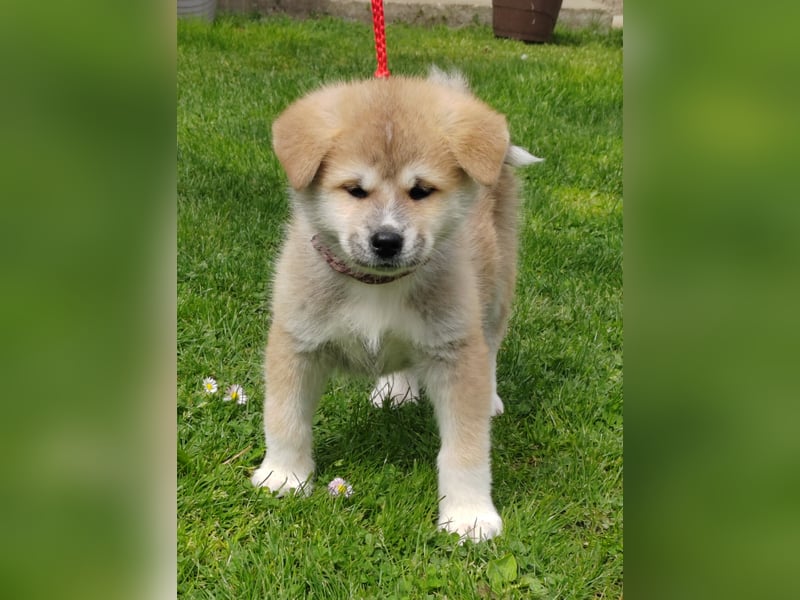 Akita Inu Welpen aus Championlinien – FCI, top Qualität, reservierbar