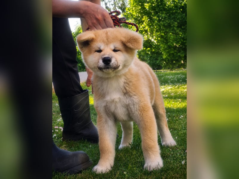 Akita Inu Welpen aus Championlinien – FCI, top Qualität, reservierbar