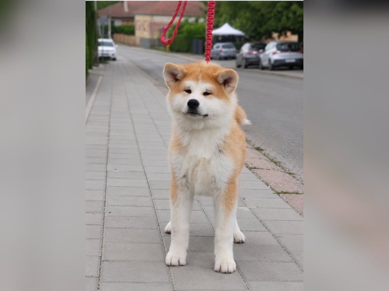 Akita Inu Welpen aus Championlinien – FCI, top Qualität, reservierbar