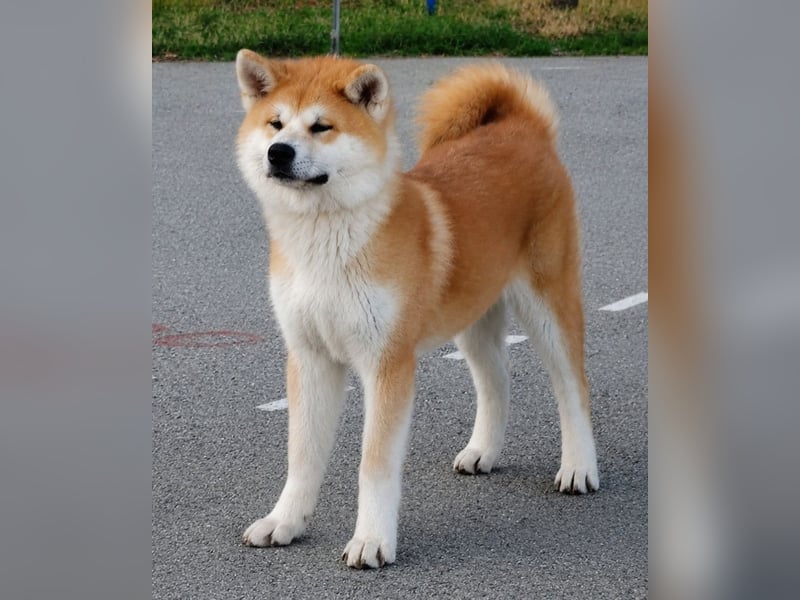 Akita Inu FCI-Zucht – Champion-Blutlinie – HD-A Eltern