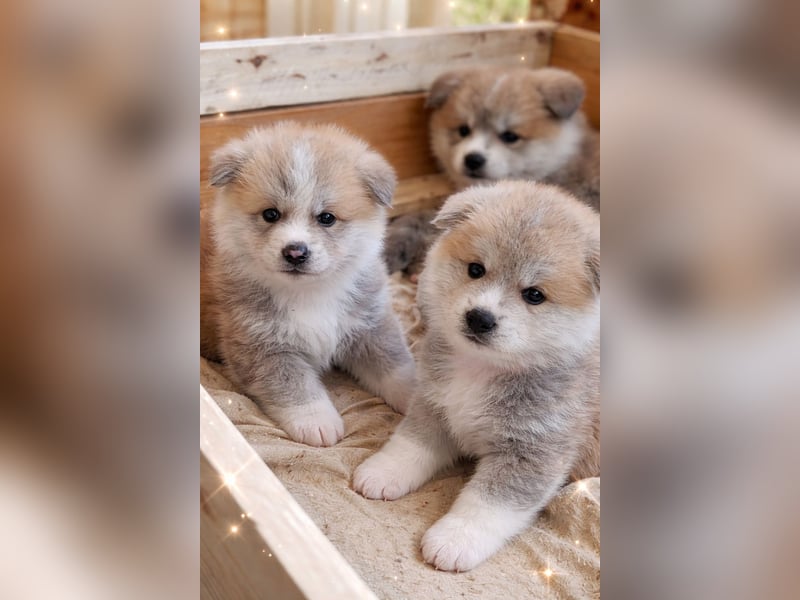 Akita Inu Welpen aus Championlinien – FCI, top Qualität, reservierbar