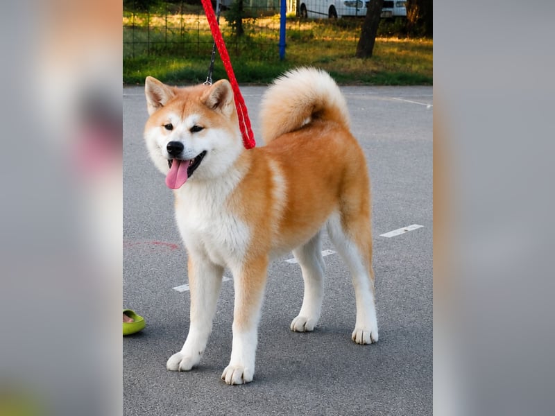 Akita Inu Welpen aus FCI-Zucht – Champion-Blutlinie – HD-A Eltern