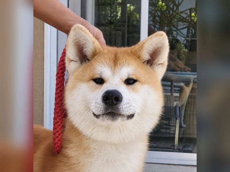 Akita Inu FCI-Zucht – Champion-Blutlinie – HD-A Eltern