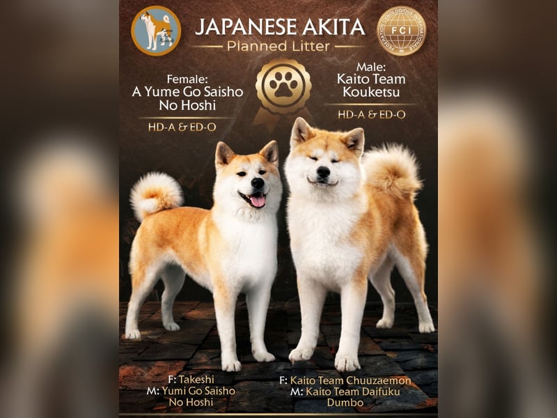 Akita Inu FCI-Zucht – Champion-Blutlinie – HD-A Eltern