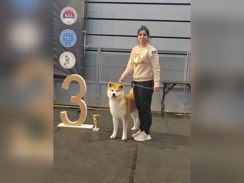 Akita Inu Welpen aus FCI-Zucht – Champion-Blutlinie – HD-A Eltern