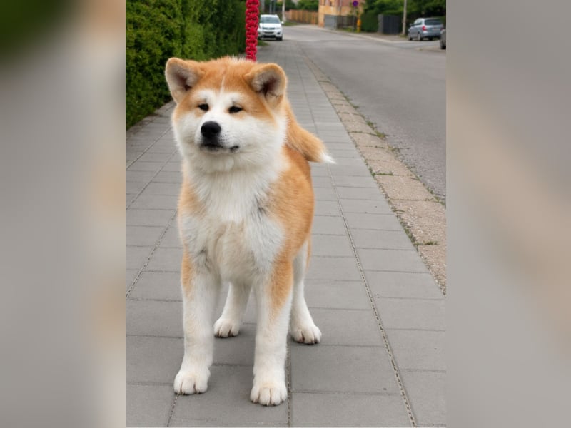 Akita Inu Welpen aus Championlinien – FCI, top Qualität, reservierbar