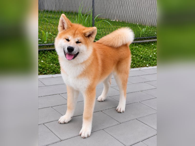 Akita Inu Welpen aus FCI-Zucht – Champion-Blutlinie – HD-A Eltern