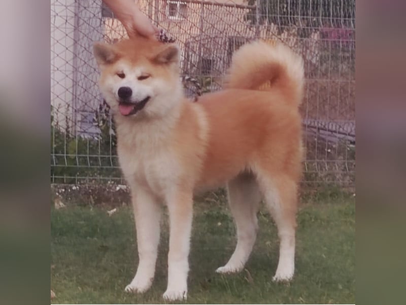 Akita Inu FCI-Zucht – Champion-Blutlinie – HD-A Eltern