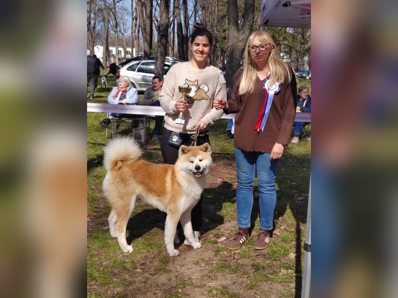 Akita Inu Welpen aus FCI-Zucht – Champion-Blutlinie – HD-A Eltern
