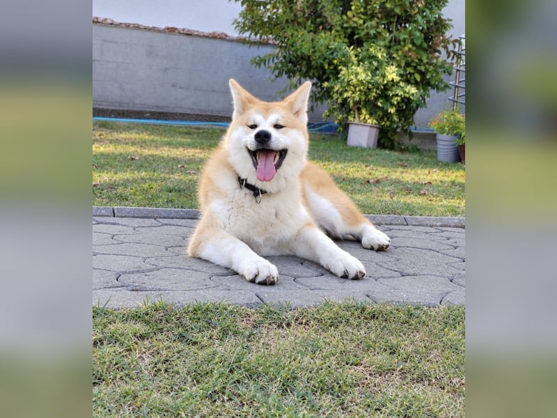 Akita Inu FCI-Zucht – Champion-Blutlinie – HD-A Eltern