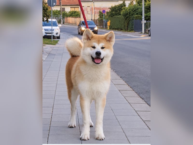 Akita Inu - Hunden