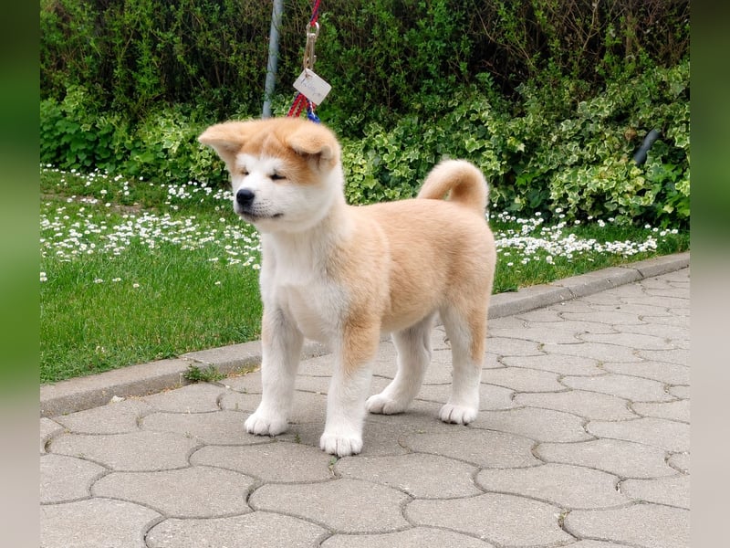 Akita Inu Welpen aus Championlinien – FCI, top Qualität, reservierbar
