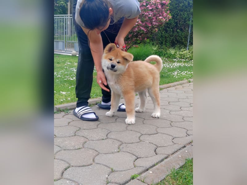 Akita Inu Welpen aus Championlinien – FCI, top Qualität, reservierbar