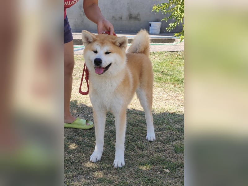 Akita Inu FCI-Zucht – Champion-Blutlinie – HD-A Eltern