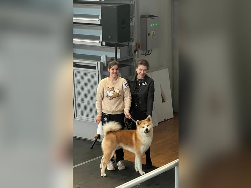 Akita Inu Welpen aus FCI-Zucht – Champion-Blutlinie – HD-A Eltern