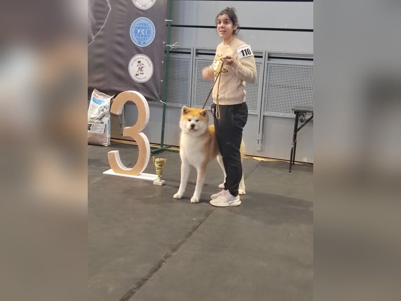 Akita Inu Welpen aus Championlinien – FCI, top Qualität, reservierbar