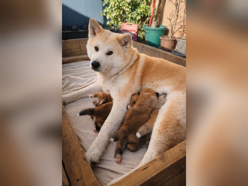 Akita Inu Welpen aus Championlinien – FCI, top Qualität, reservierbar